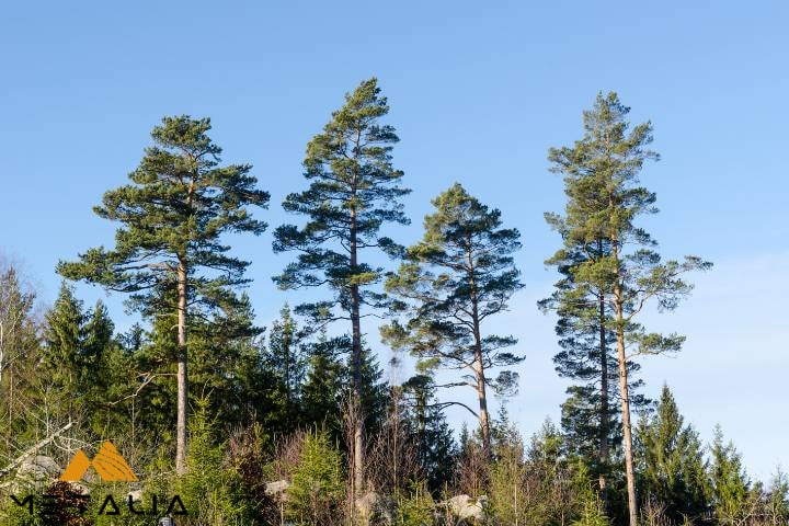چوب صنوبر (spruce)